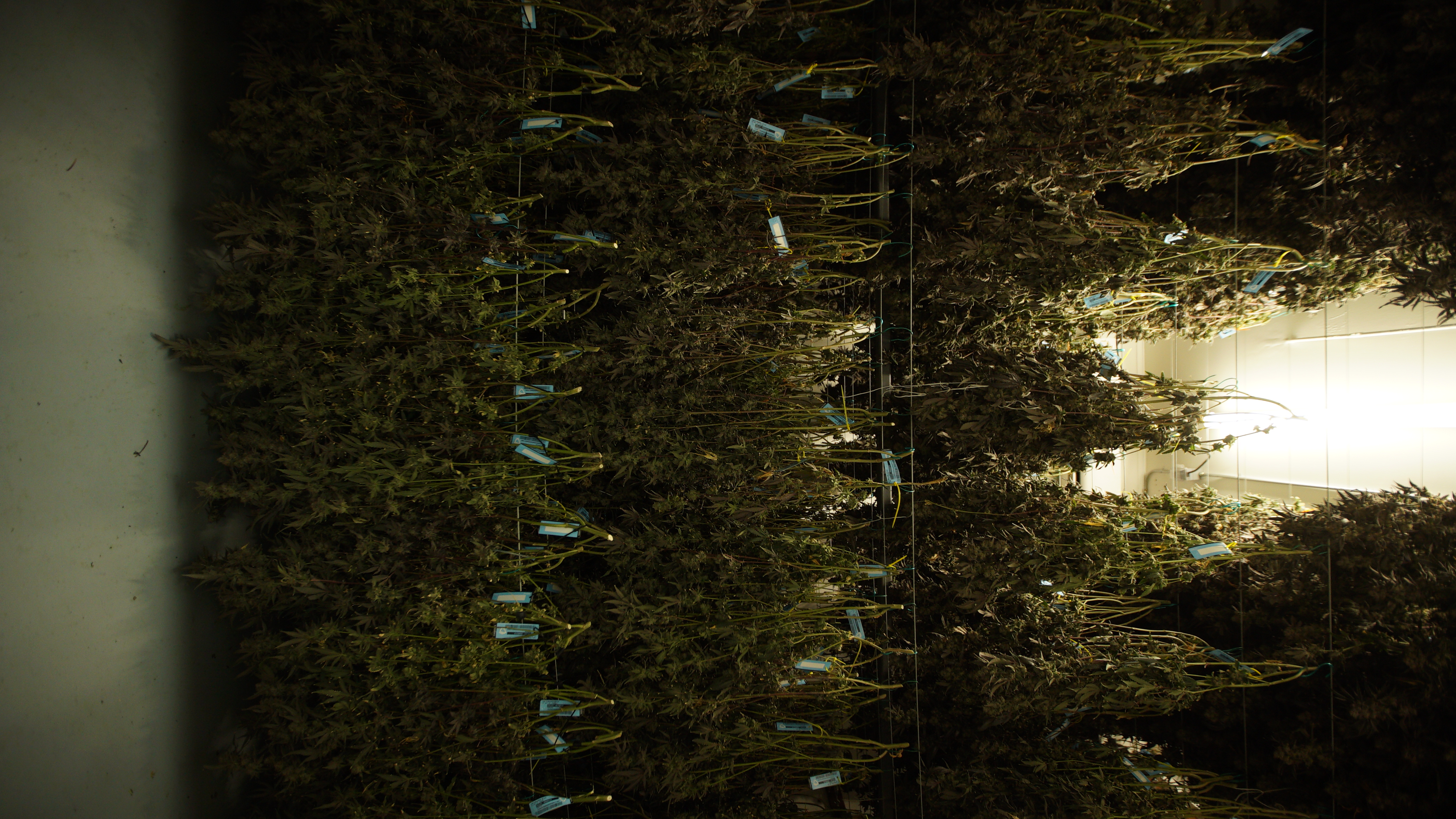 LIBCO indoor facility 3