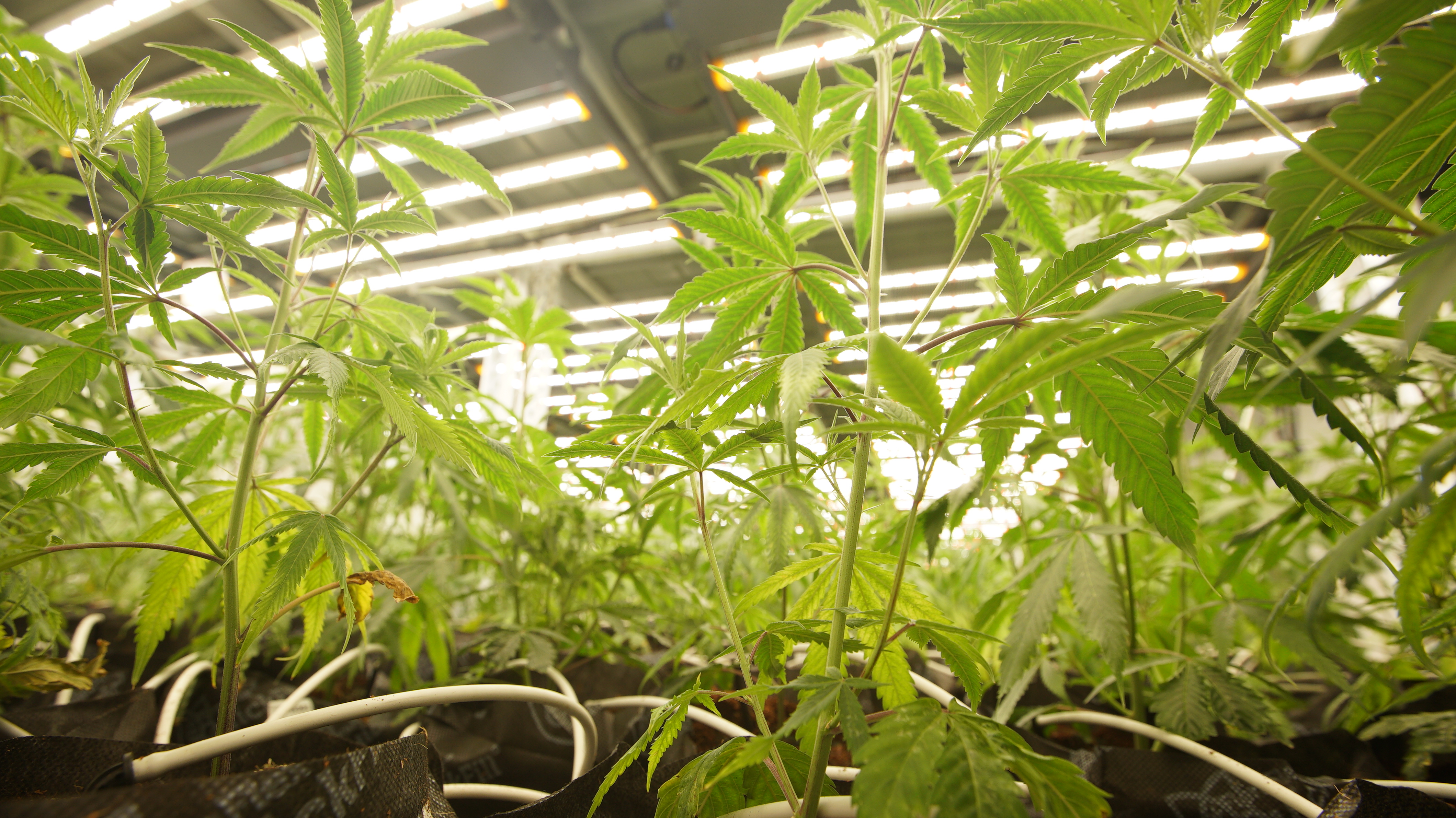 LIBCO indoor facility 5