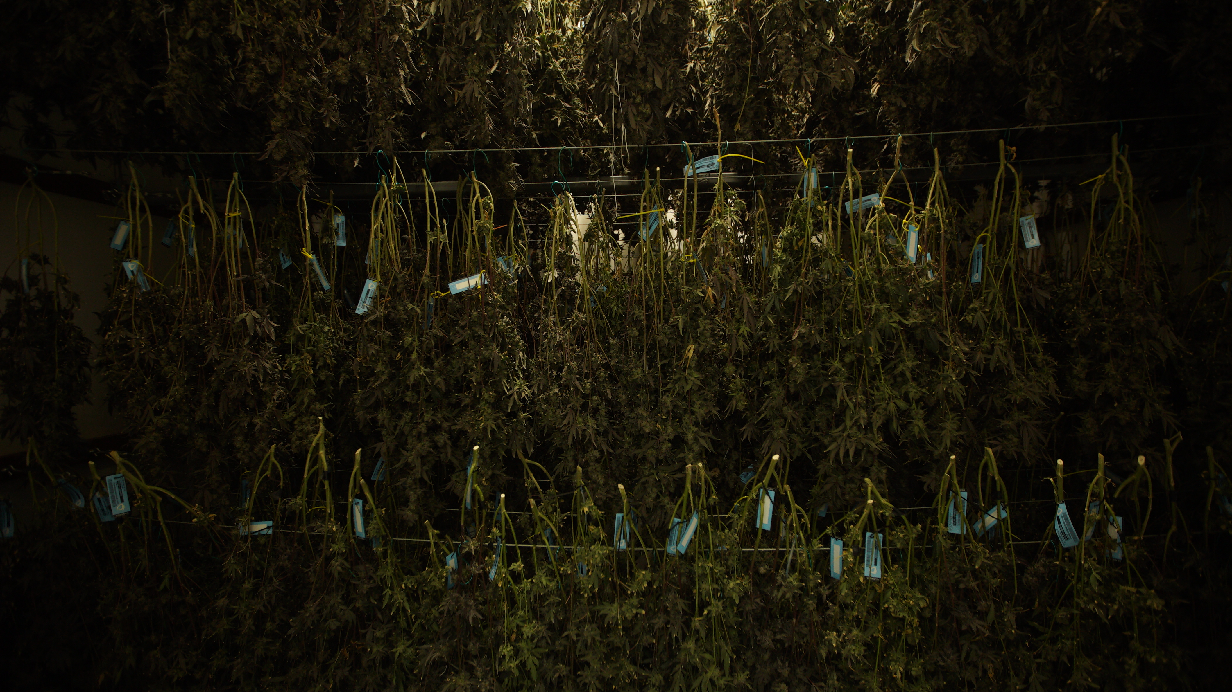 LIBCO indoor facility 9