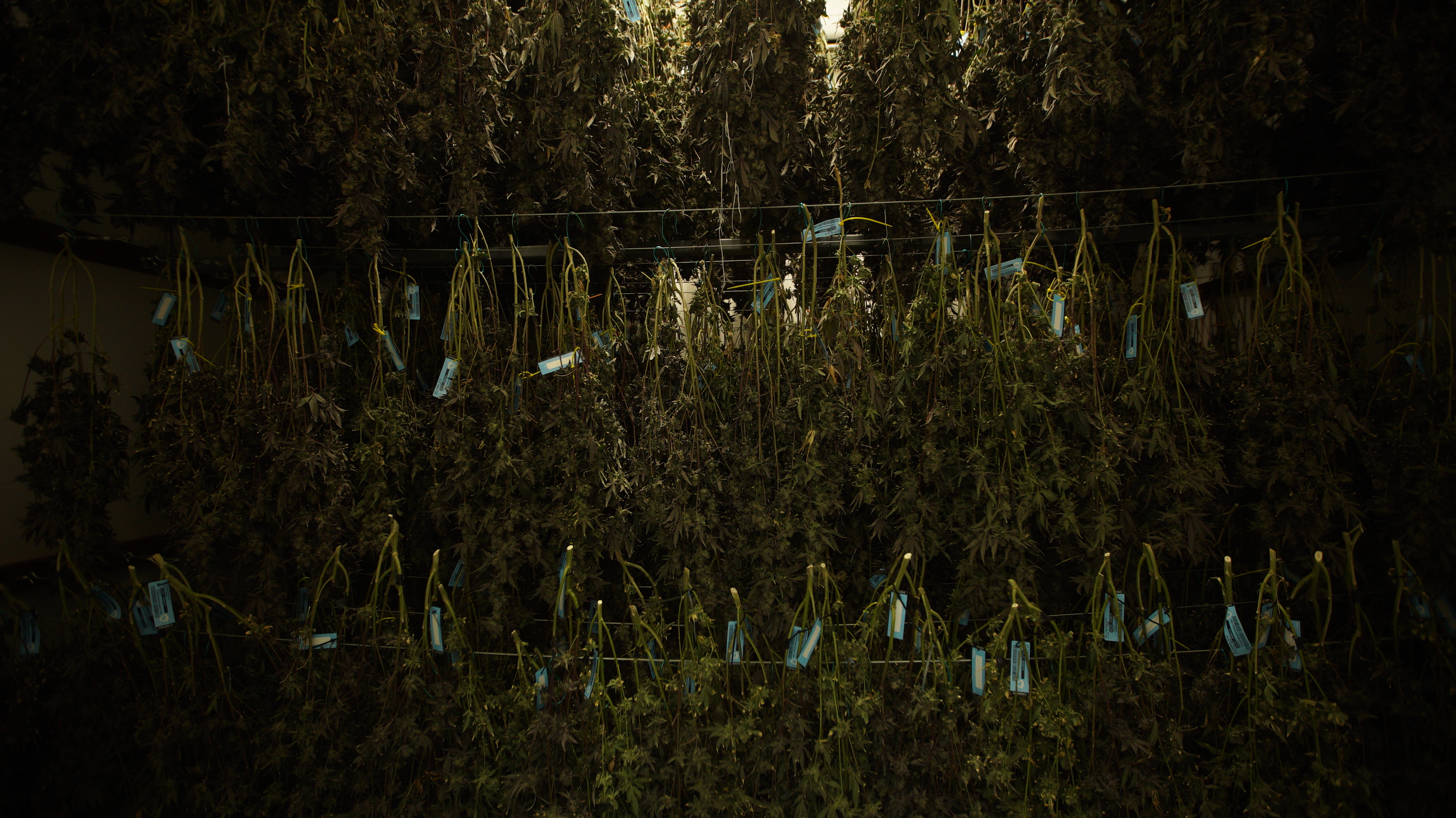 LIBCO indoor facility 10