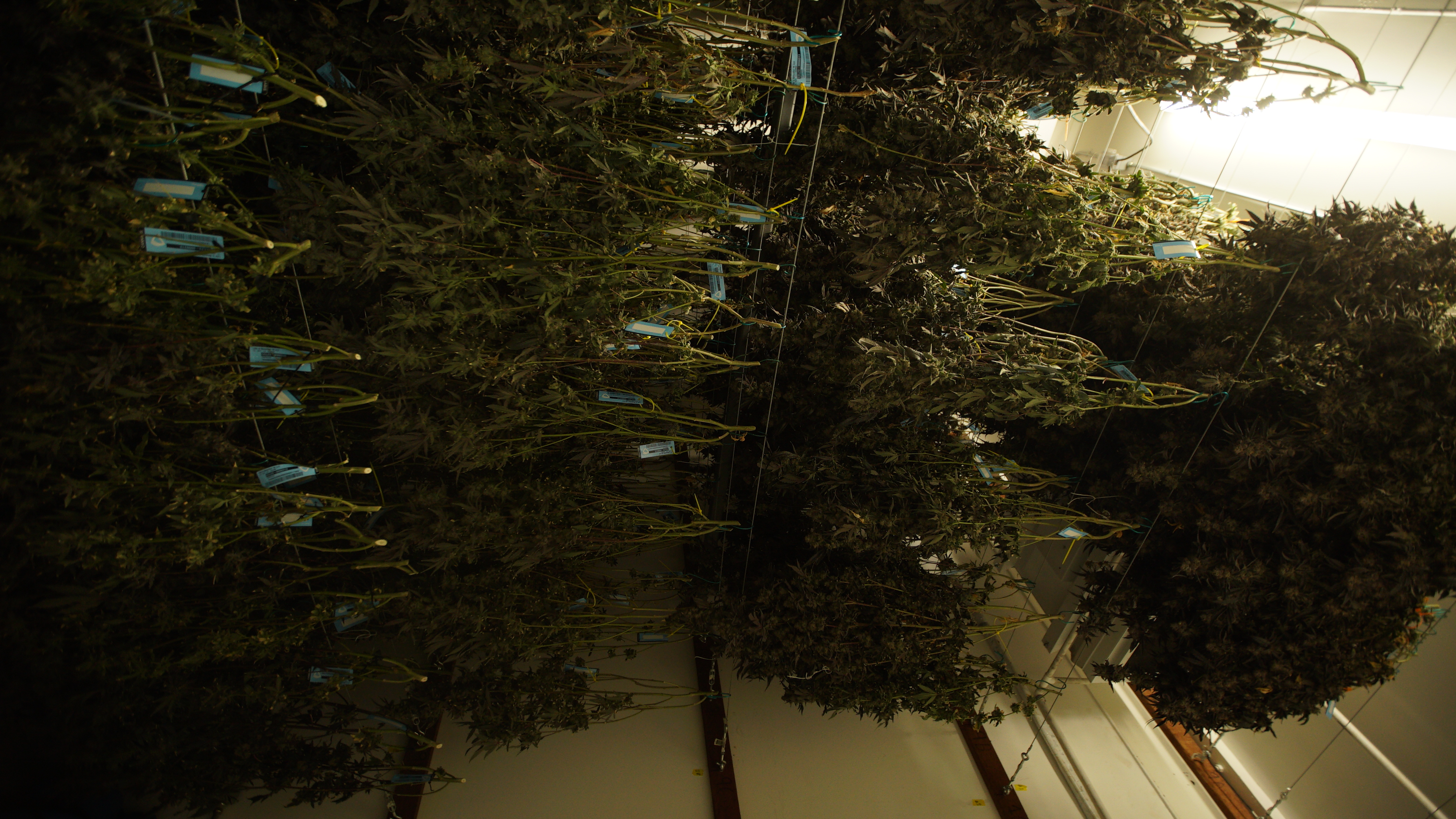 LIBCO indoor facility 11