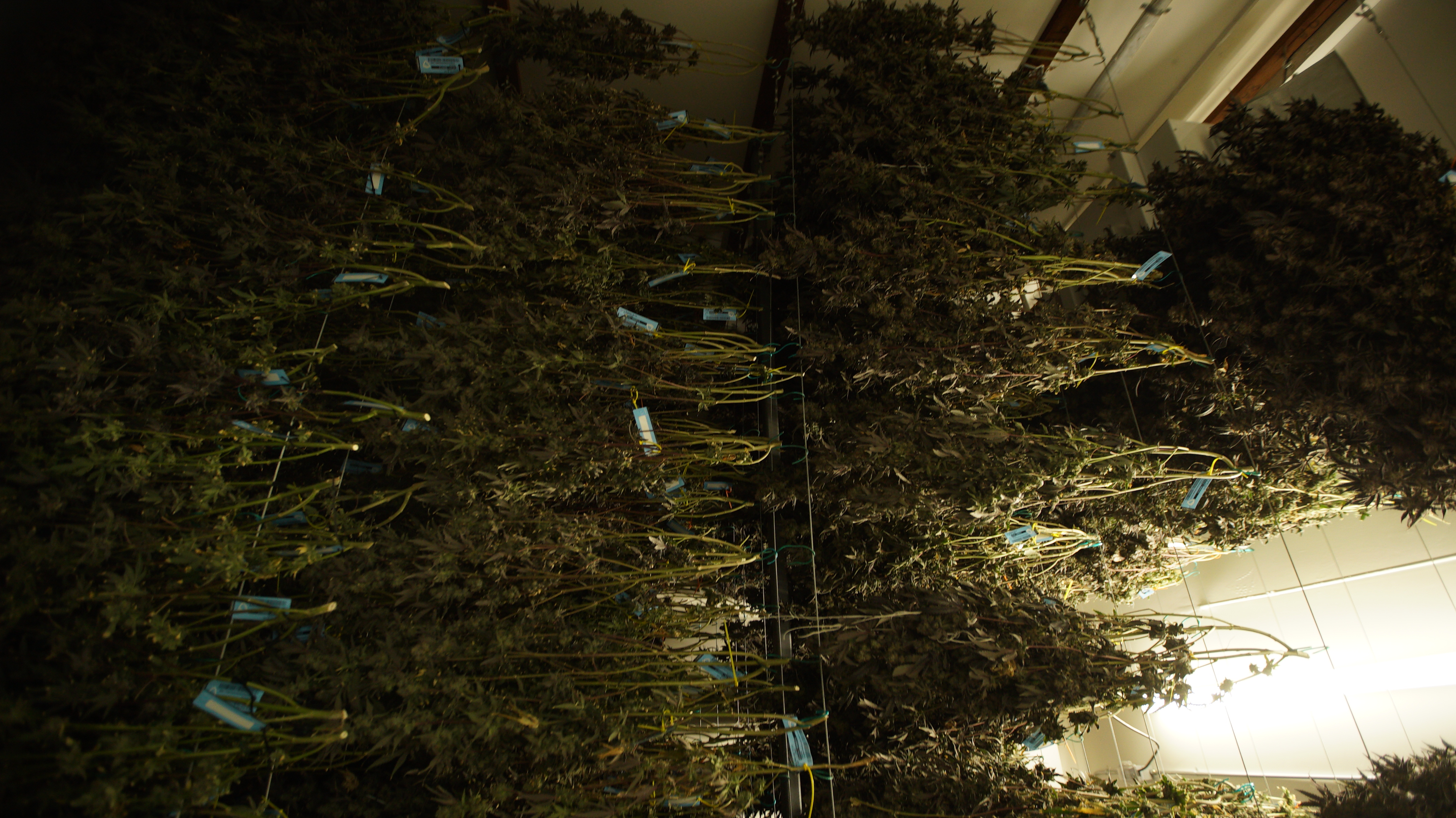 LIBCO indoor facility 12