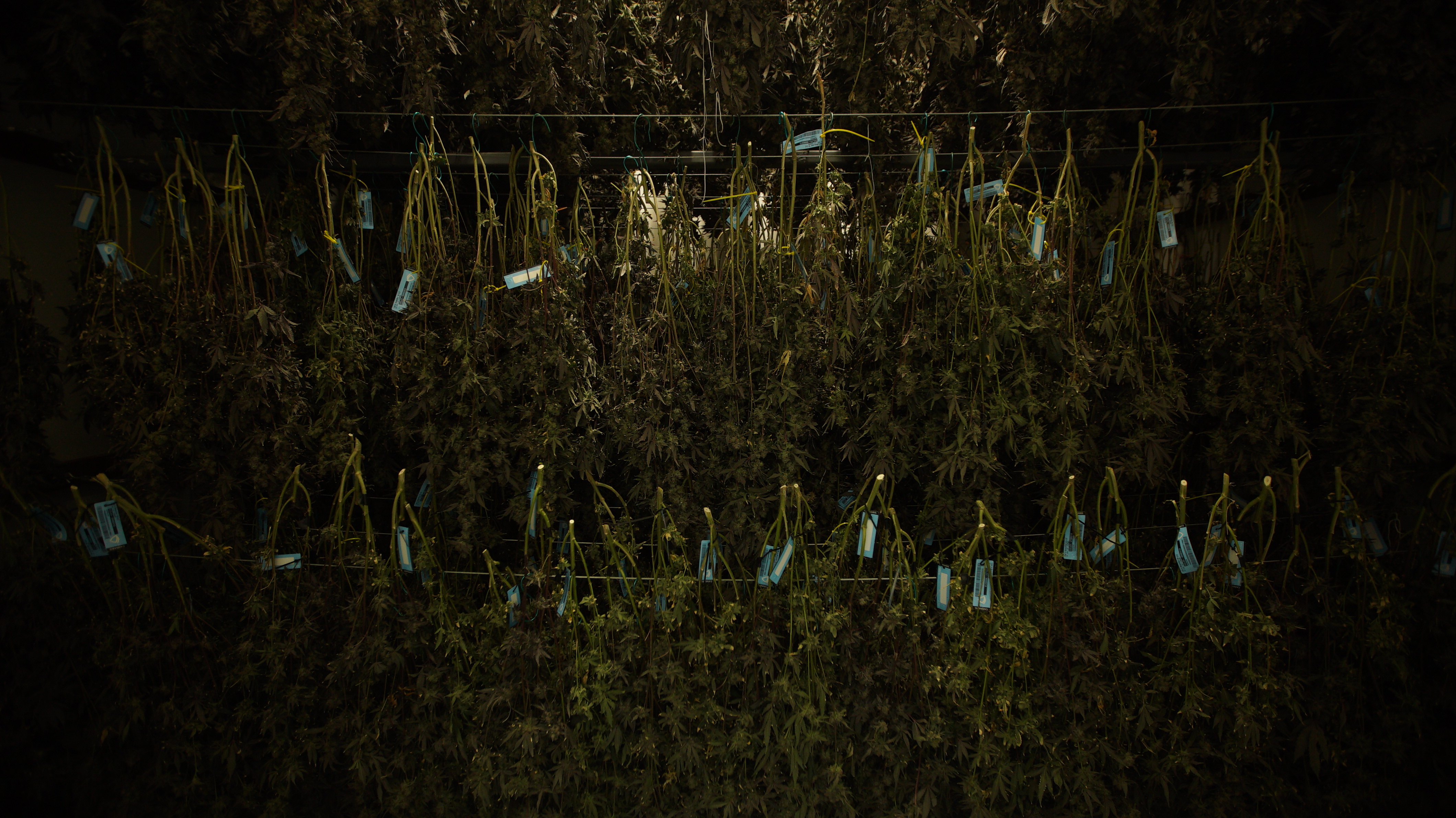 LIBCO indoor facility 13