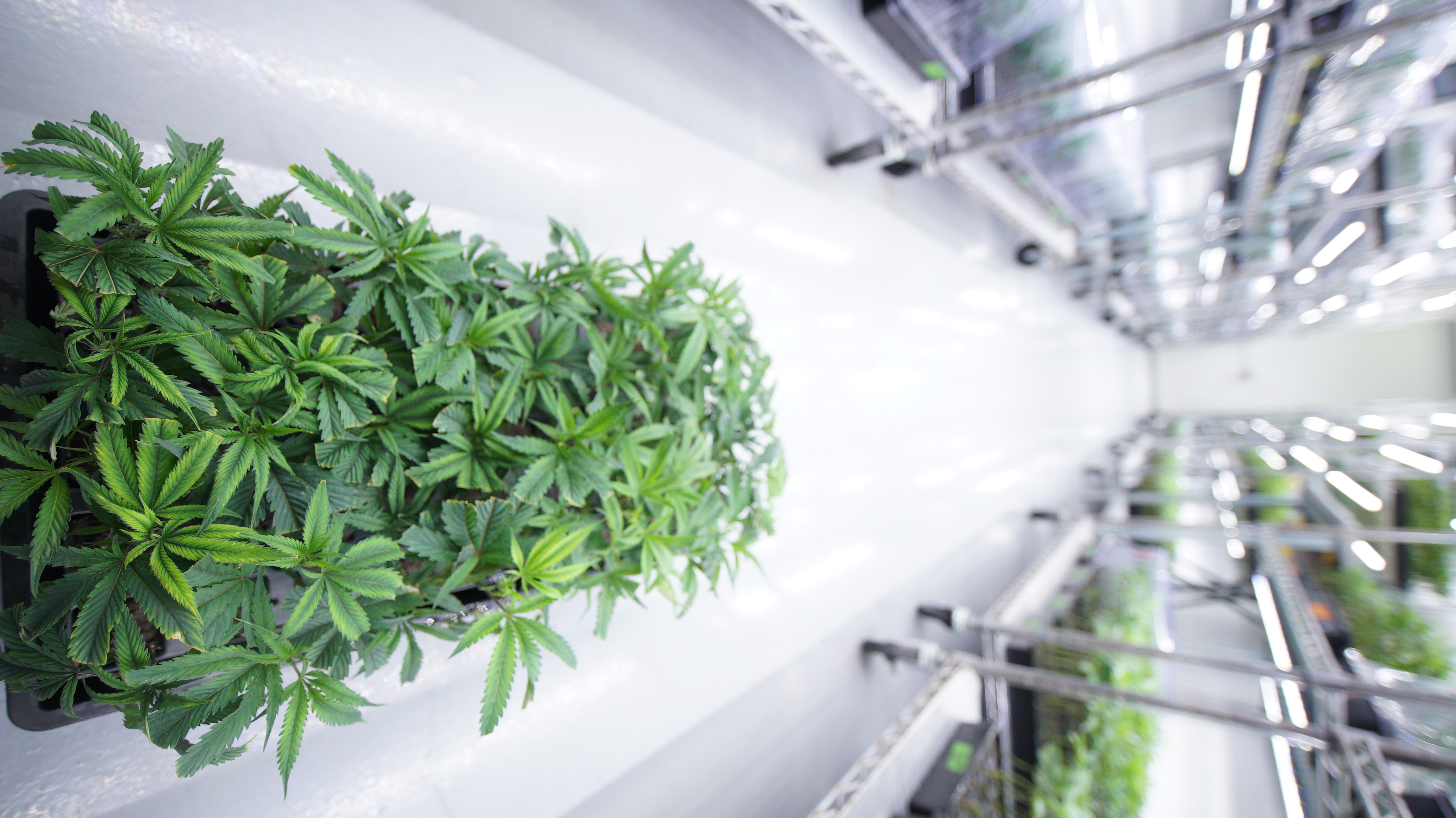 LIBCO indoor facility 15