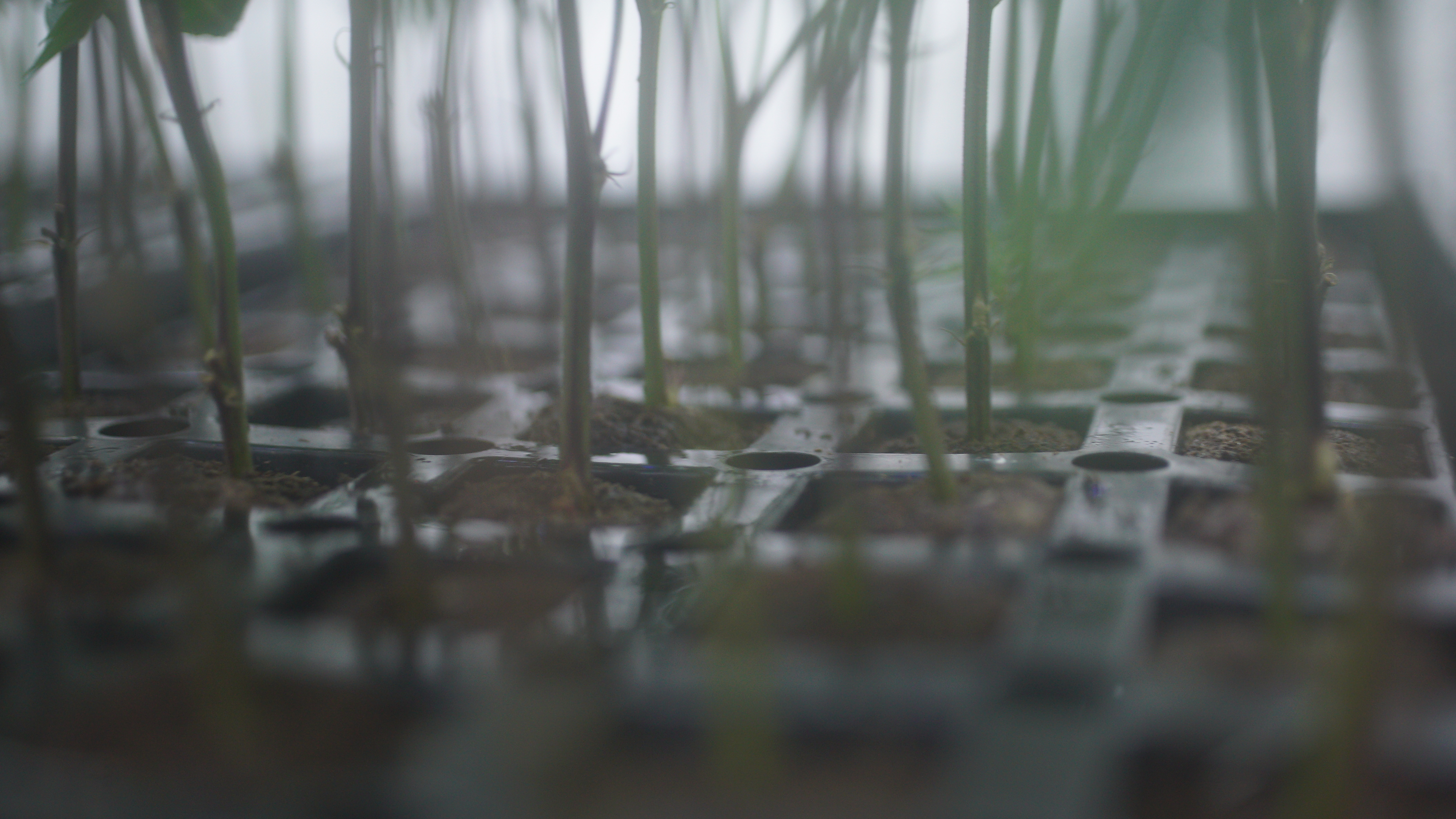 LIBCO indoor facility 17