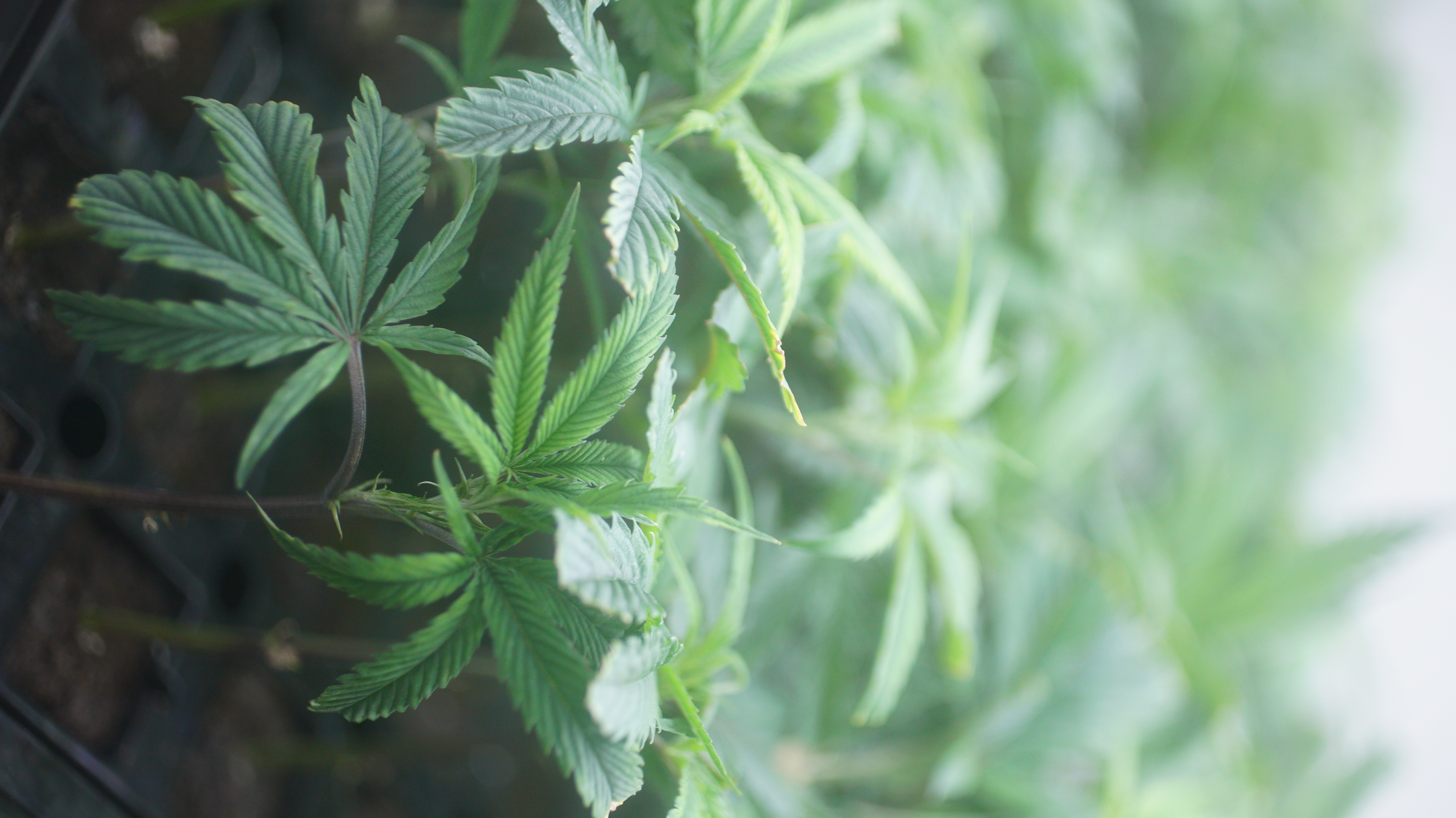 LIBCO indoor facility 18