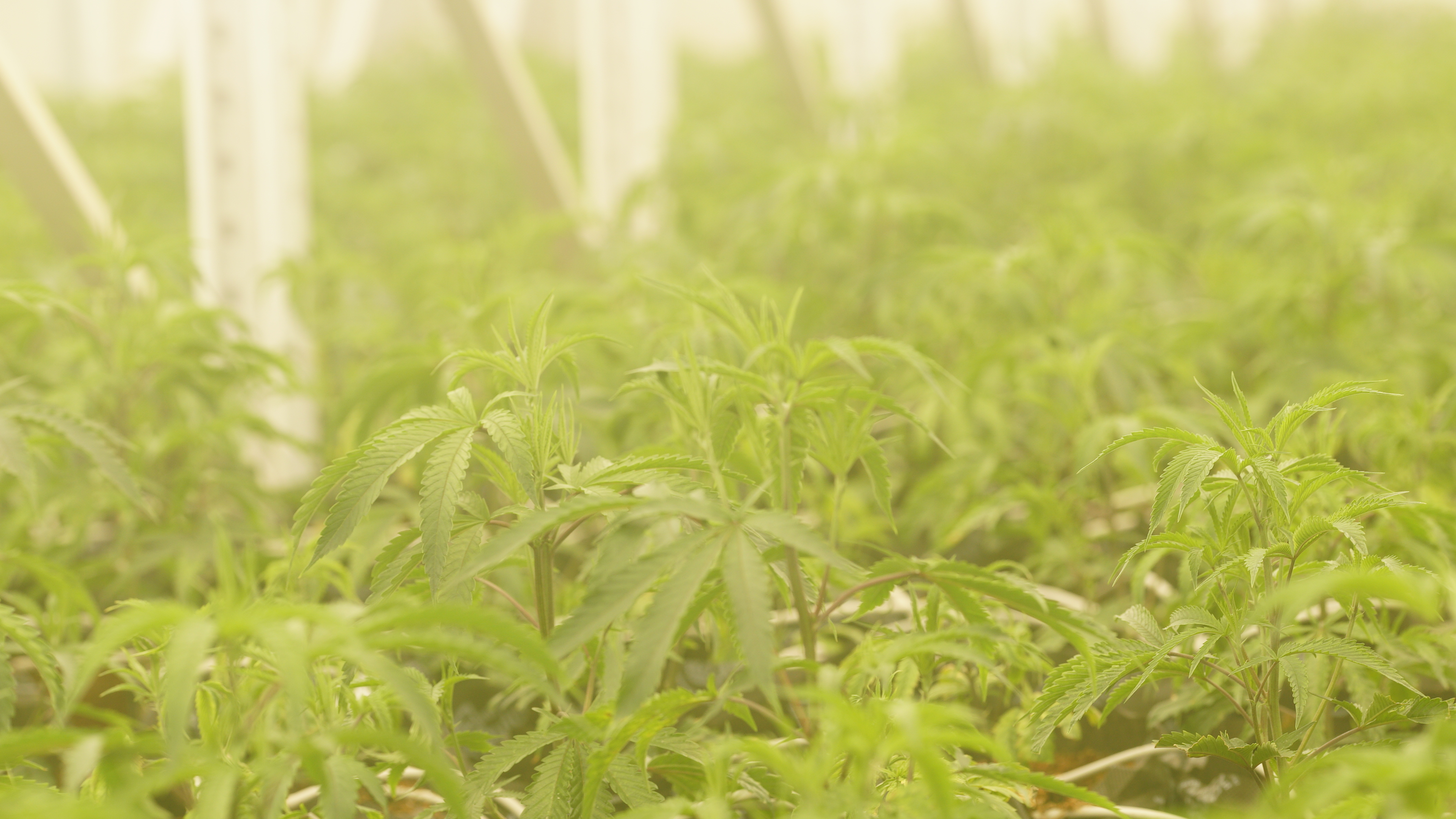 LIBCO indoor facility 19