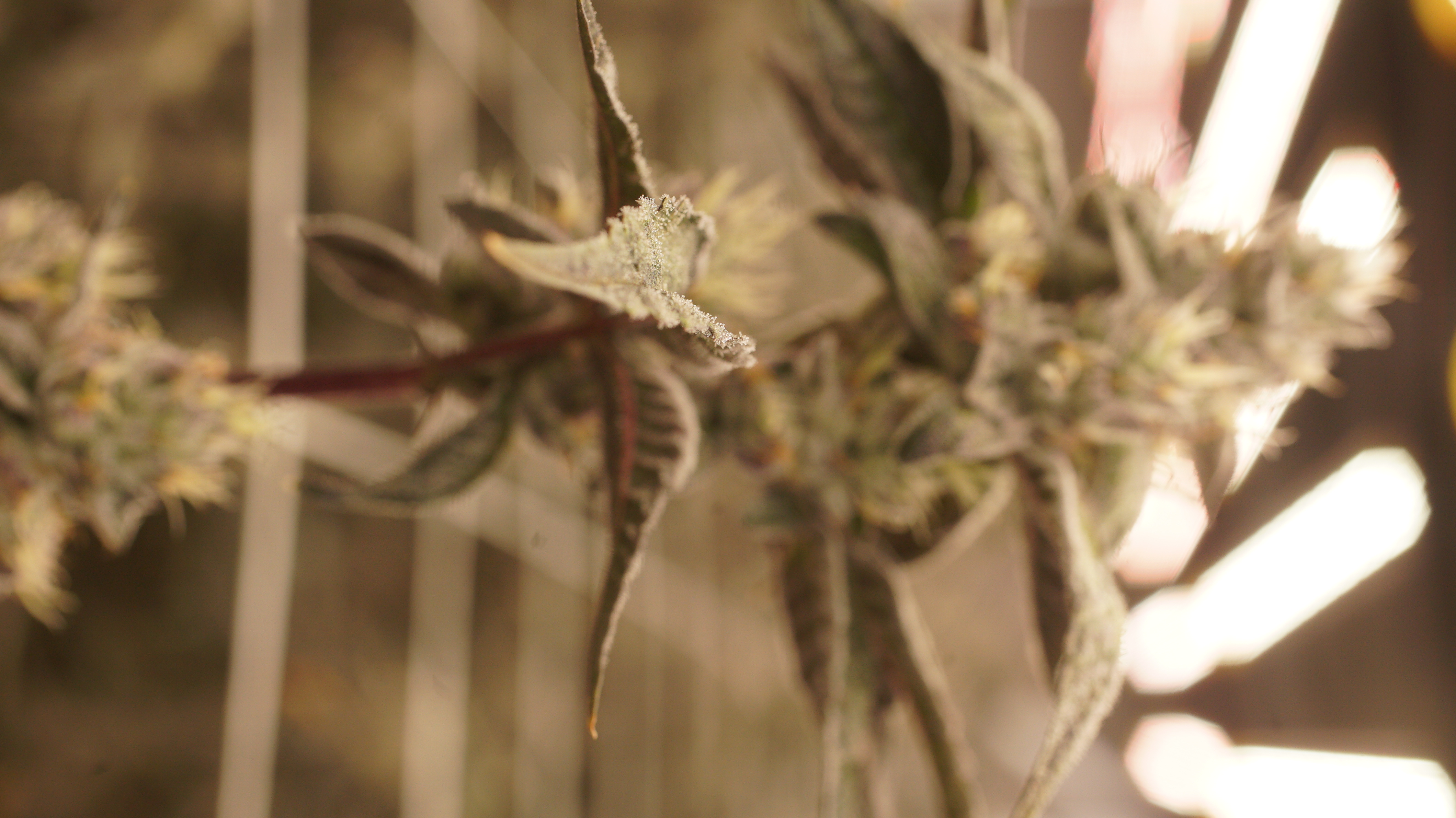 LIBCO indoor facility 21