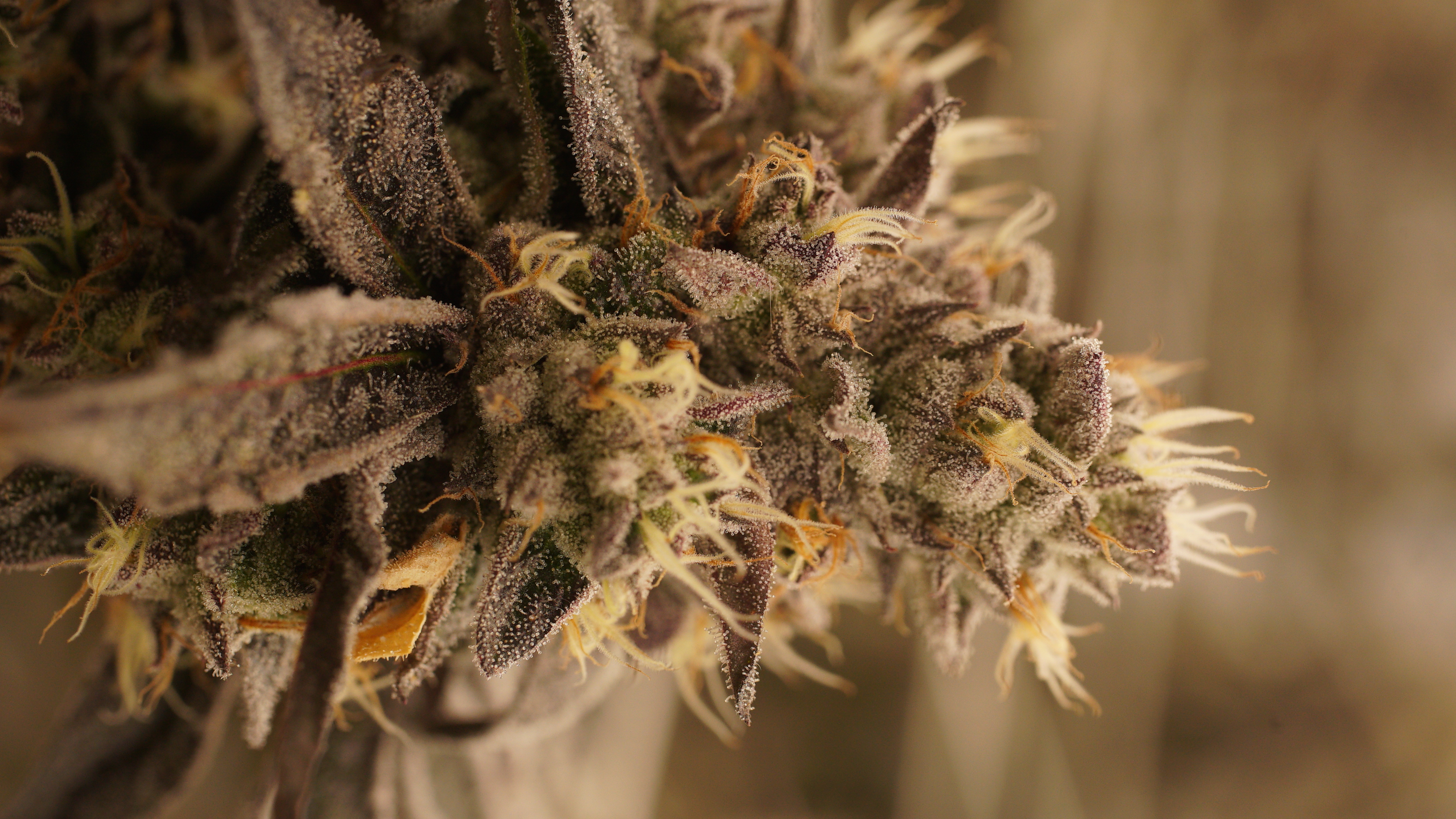 LIBCO indoor facility 25