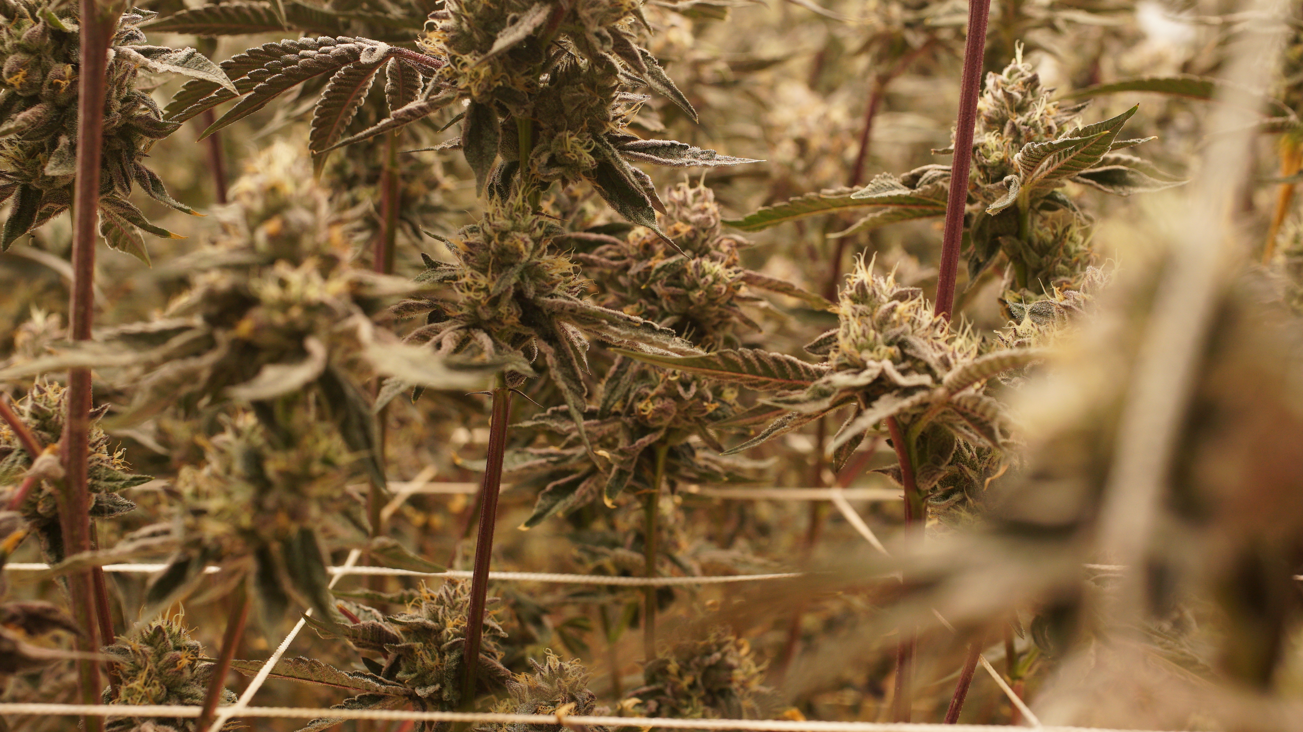 LIBCO indoor facility 26