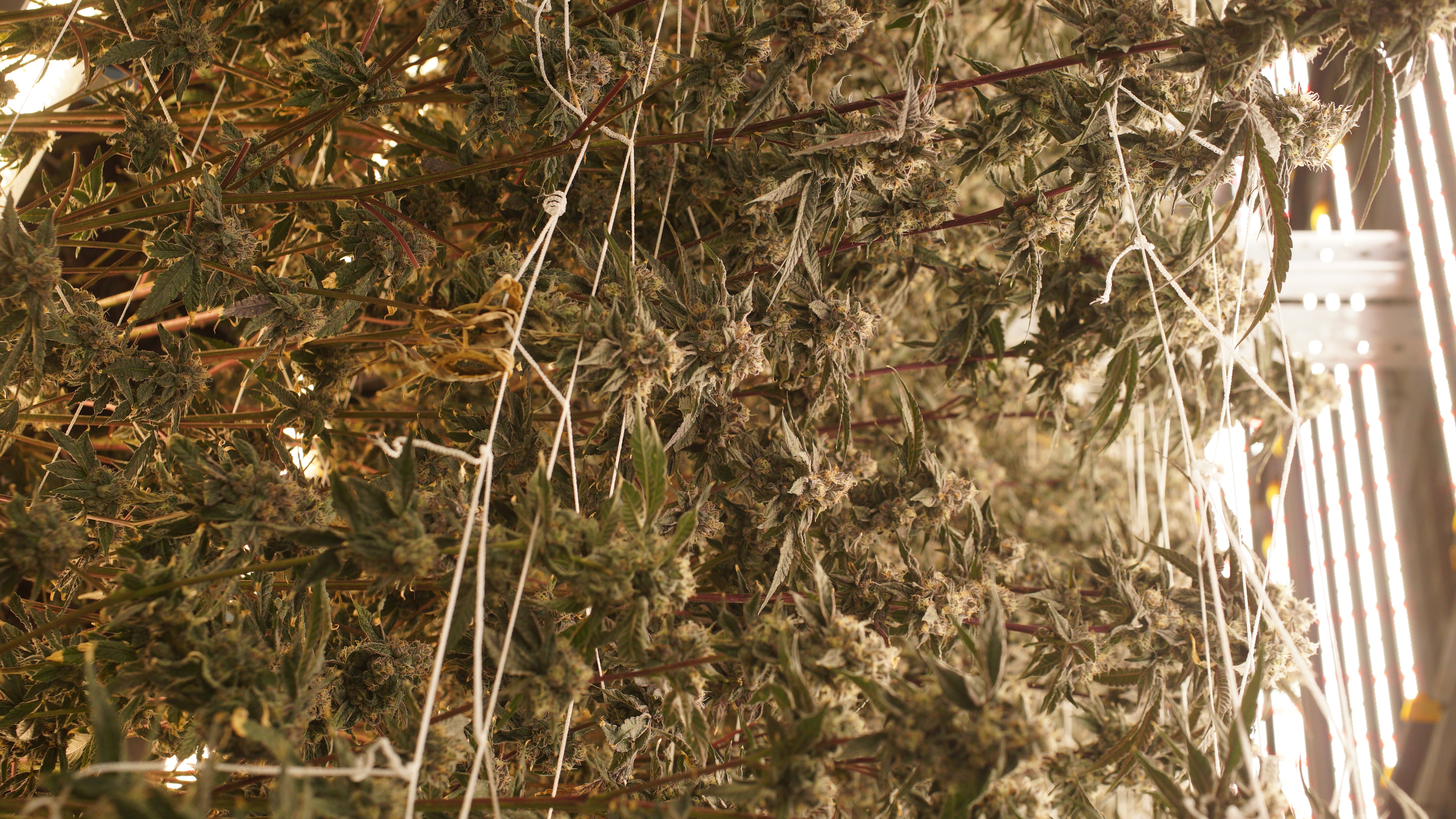 LIBCO indoor facility 27