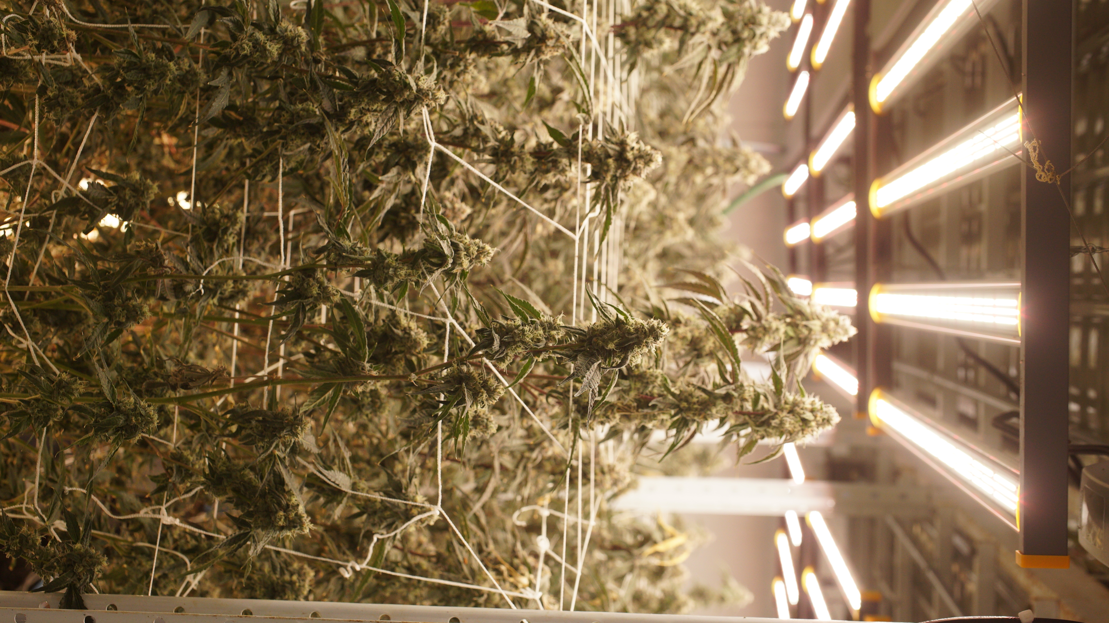 LIBCO indoor facility 30