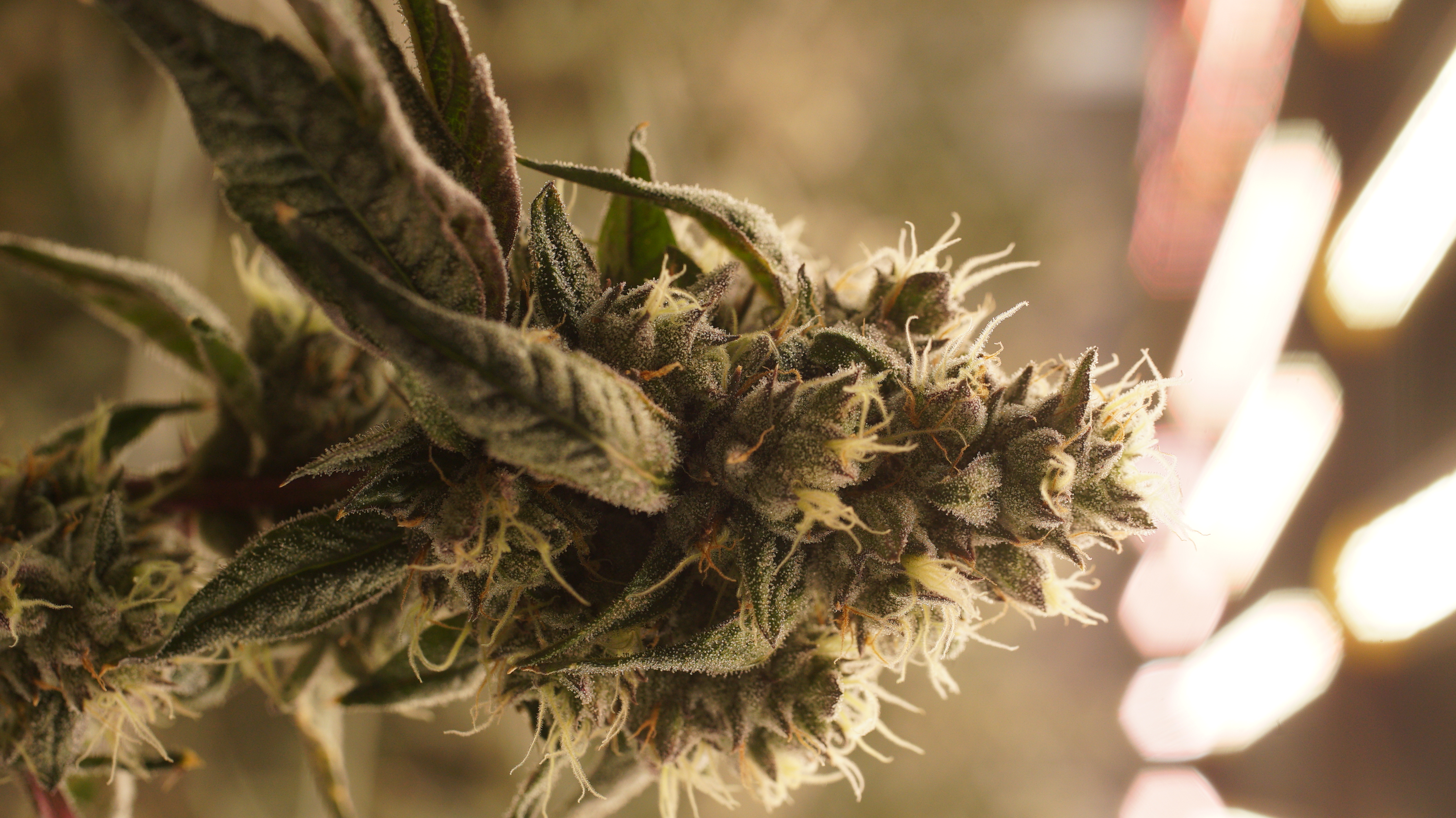 LIBCO indoor facility 31