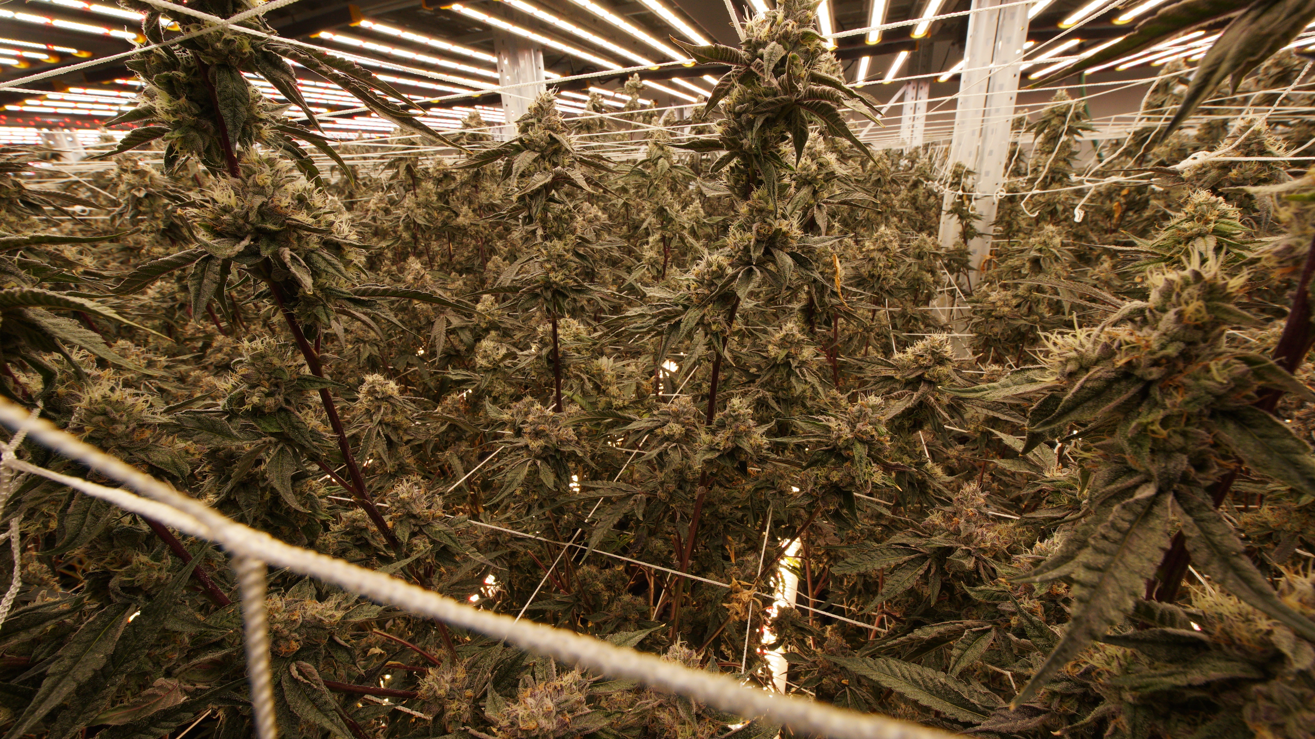 LIBCO indoor facility 36