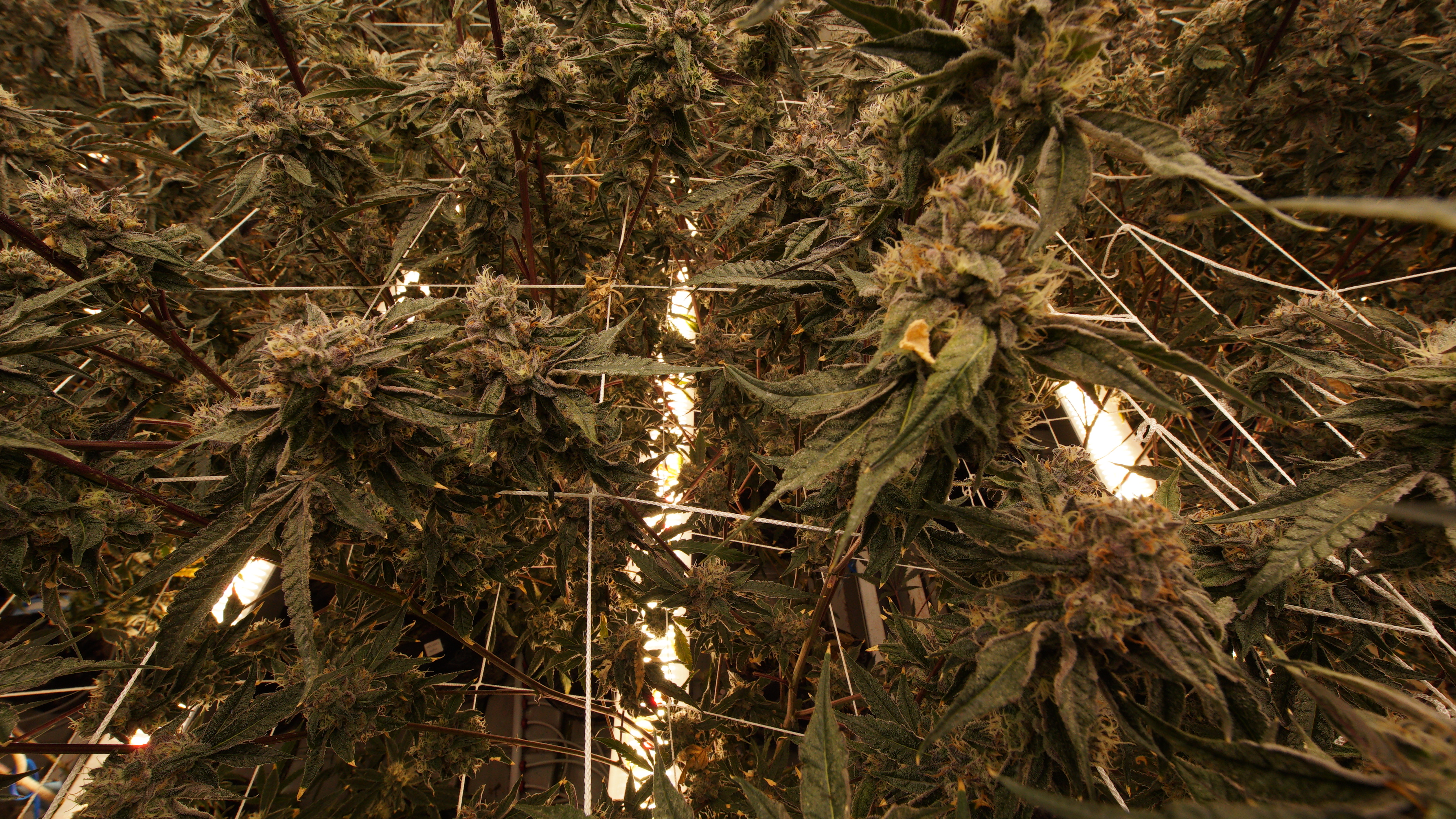 LIBCO indoor facility 38