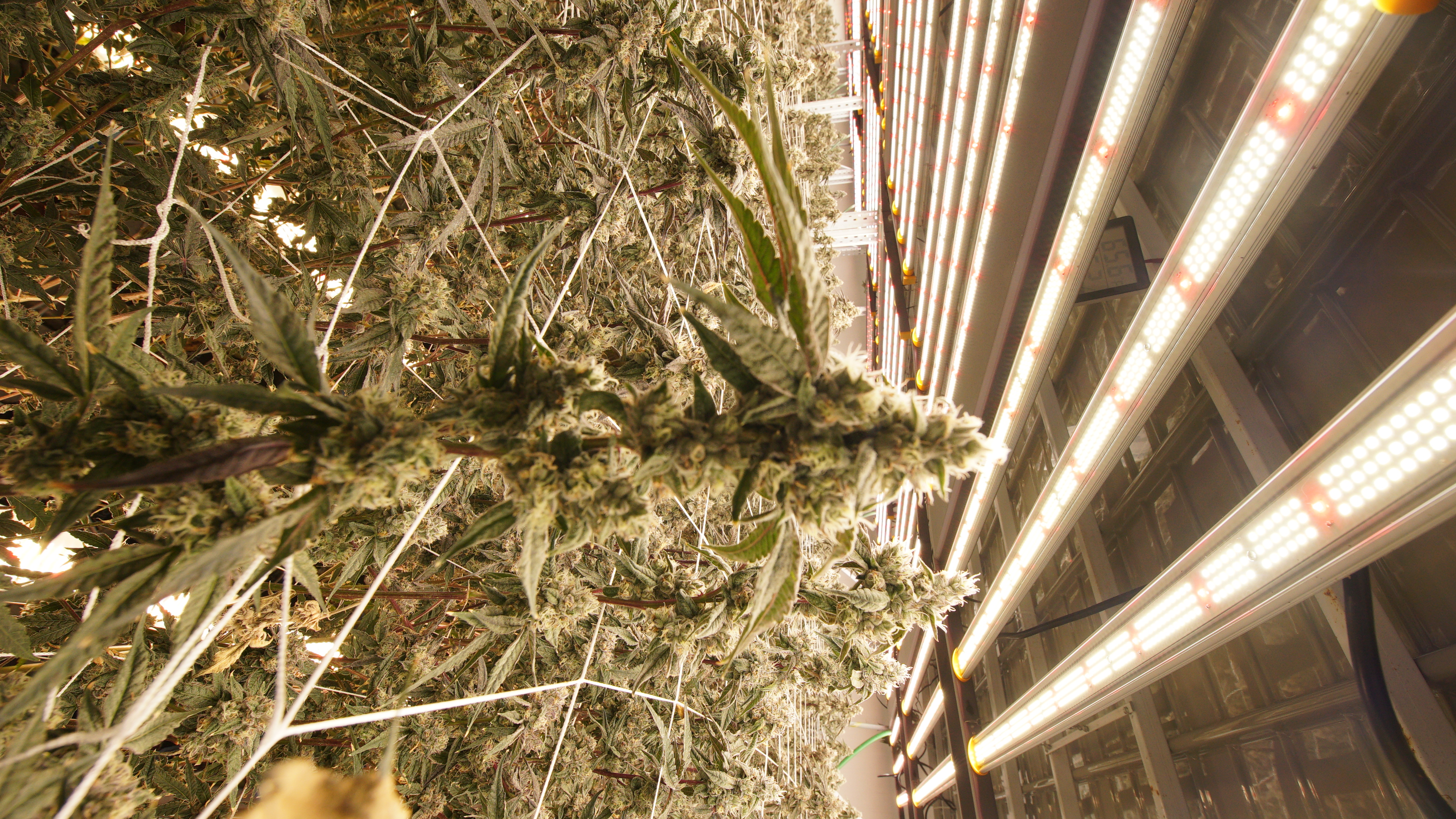 LIBCO indoor facility 44