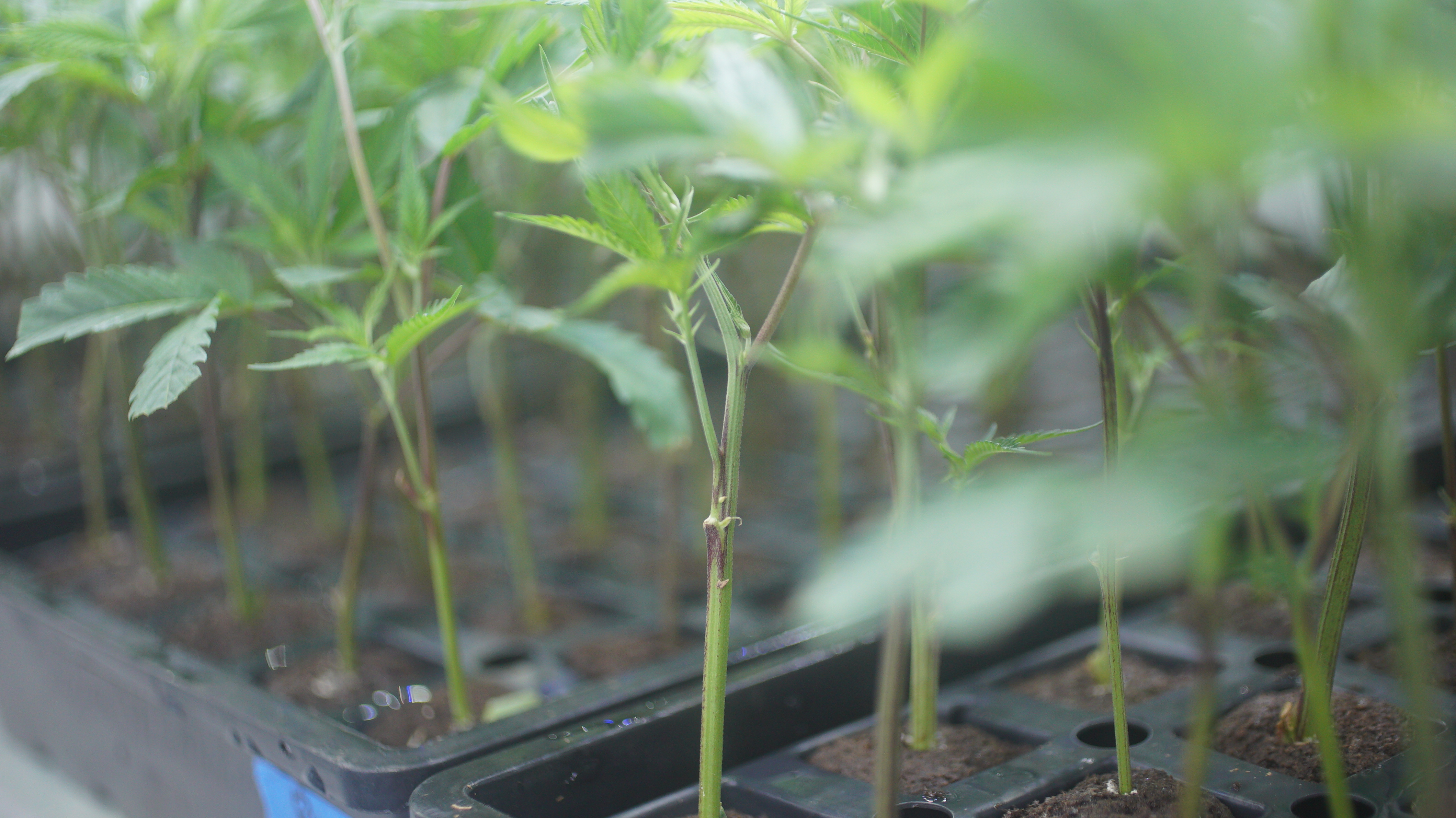 LIBCO indoor facility 50