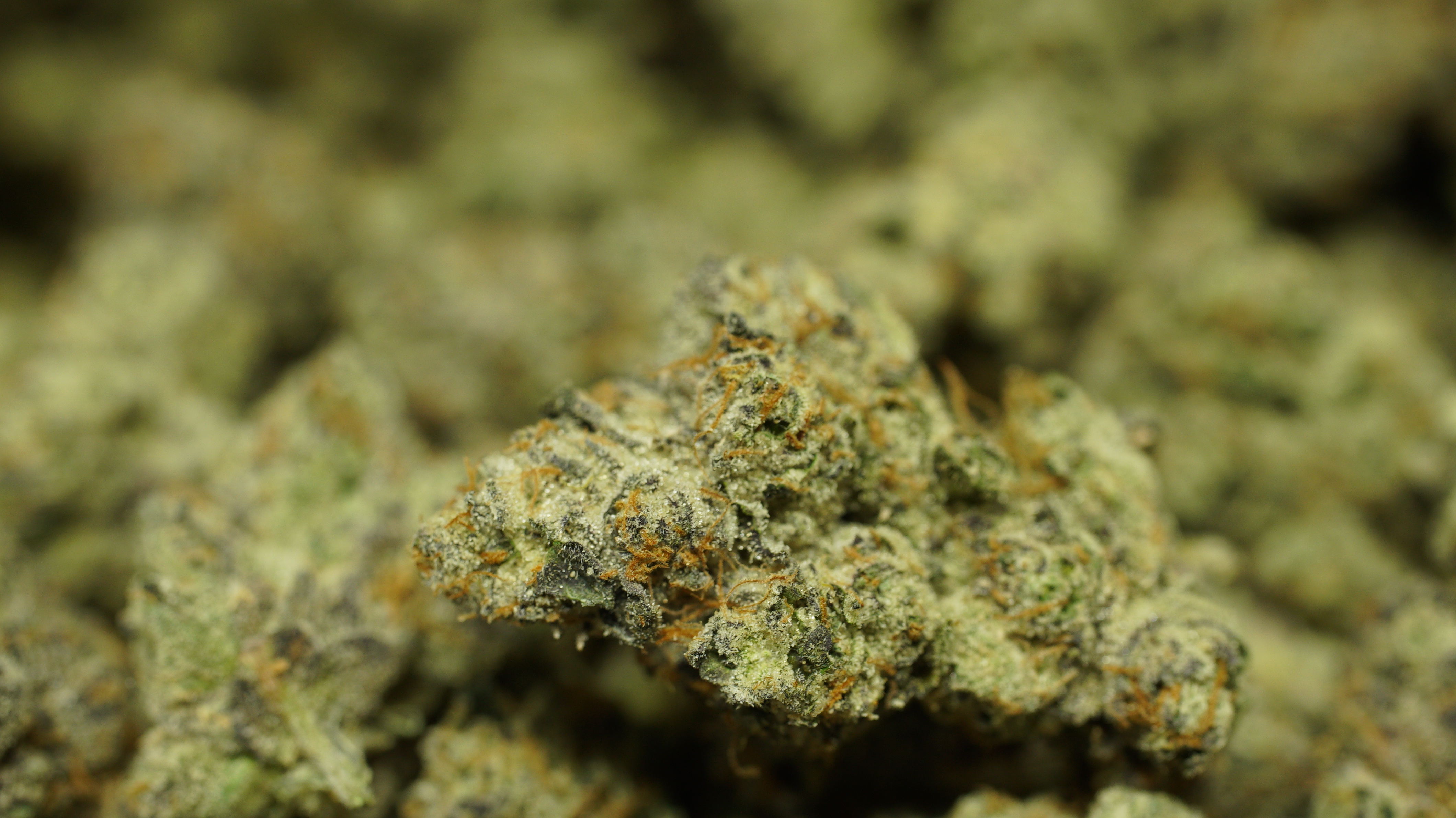 Russian Runtz x LCG 03