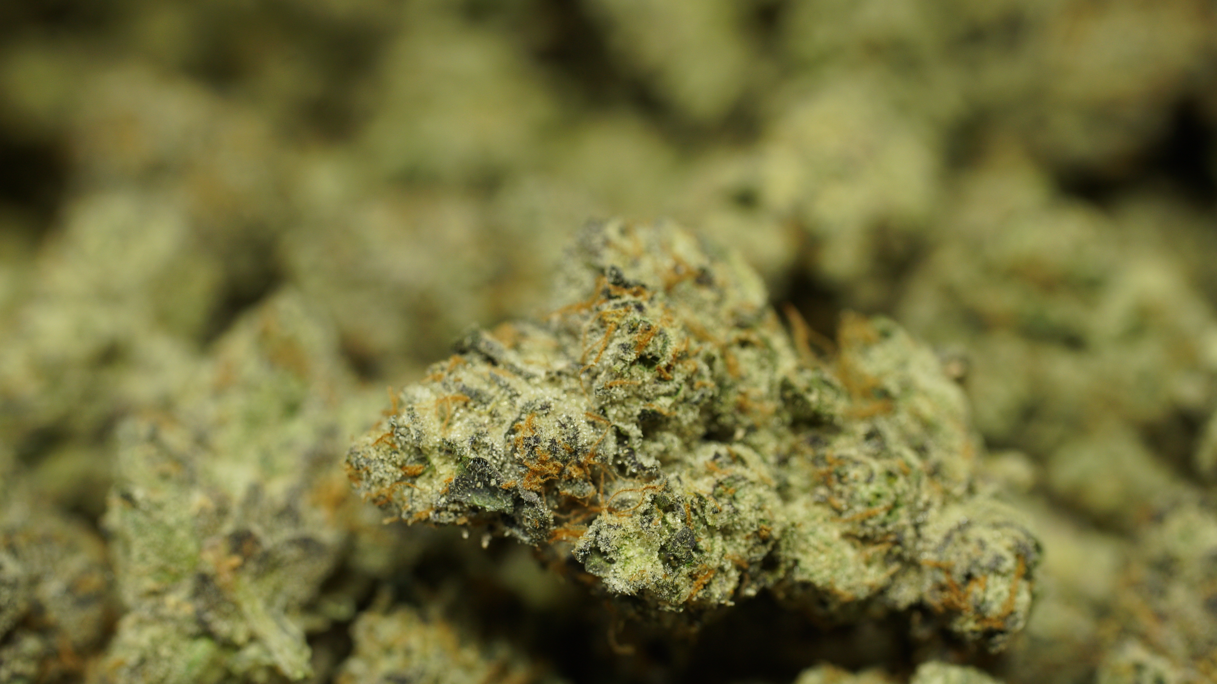 Russian Runtz x LCG 04