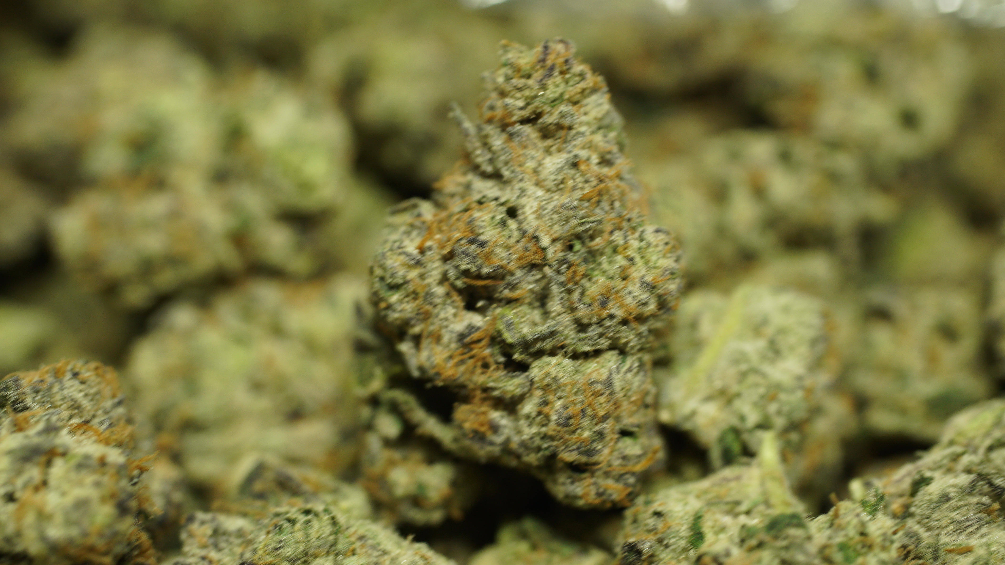 Russian Runtz x LCG 03