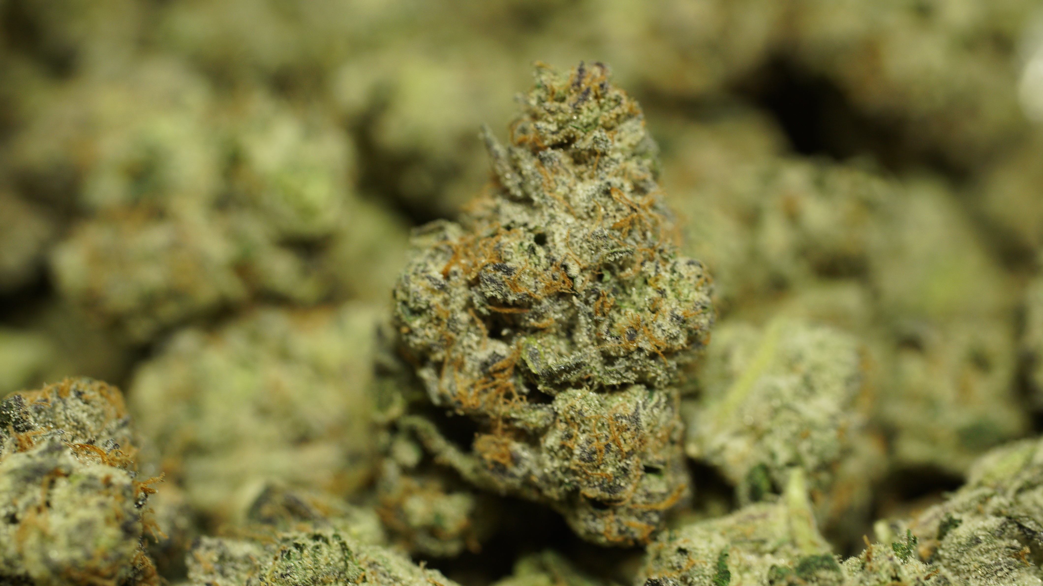 Russian Runtz x LCG 04