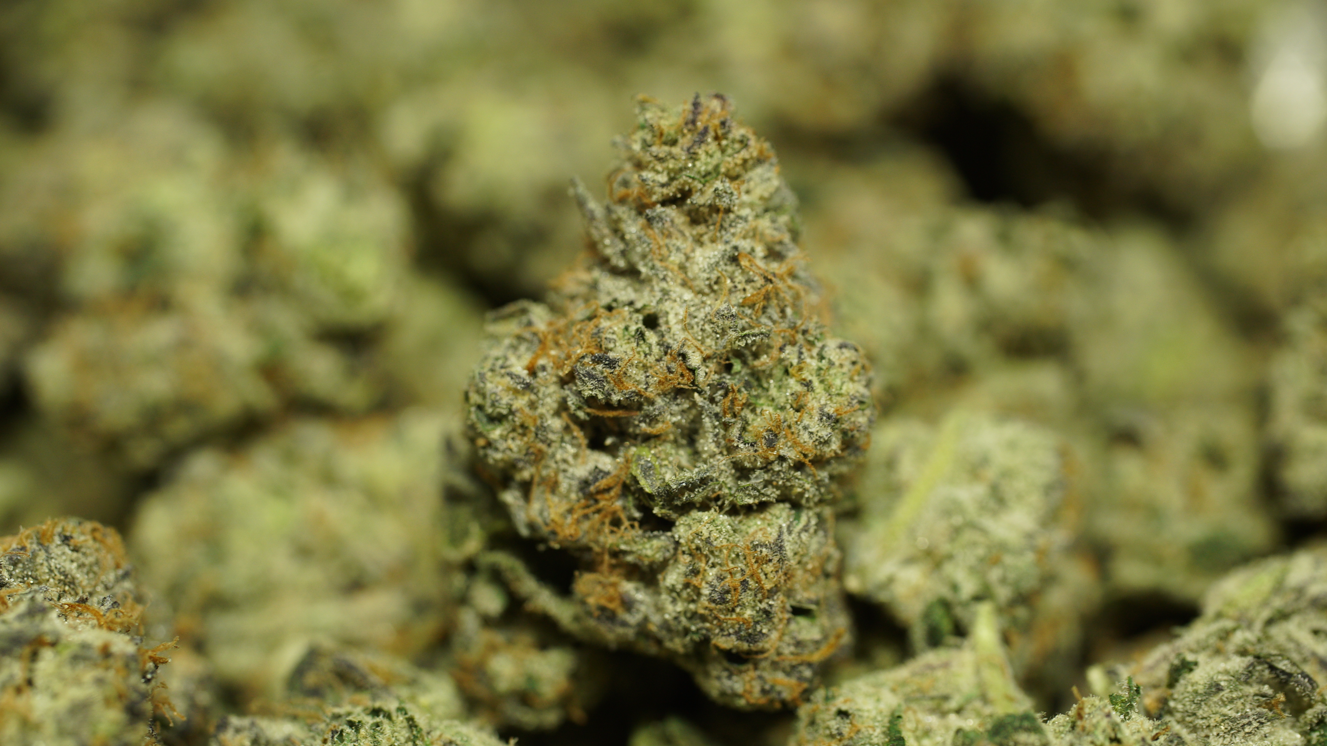 Russian Runtz x LCG 05