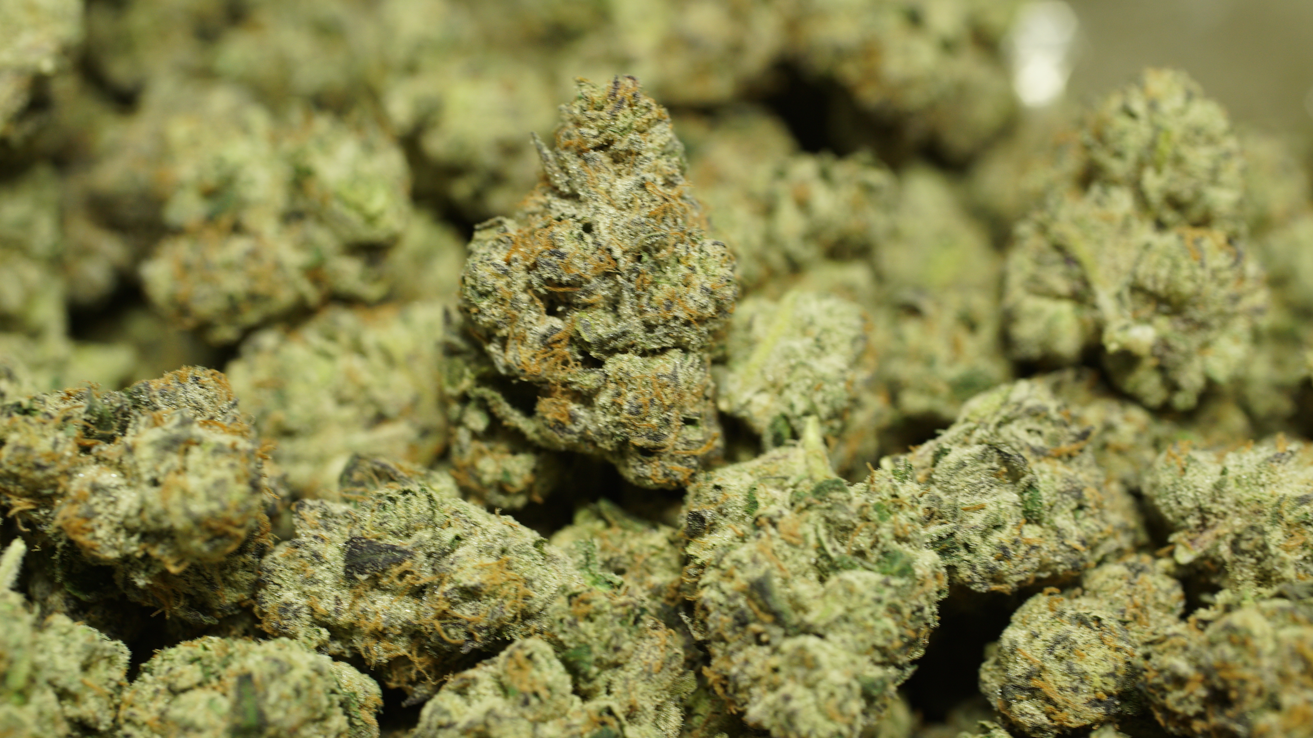 Russian Runtz x LCG 06