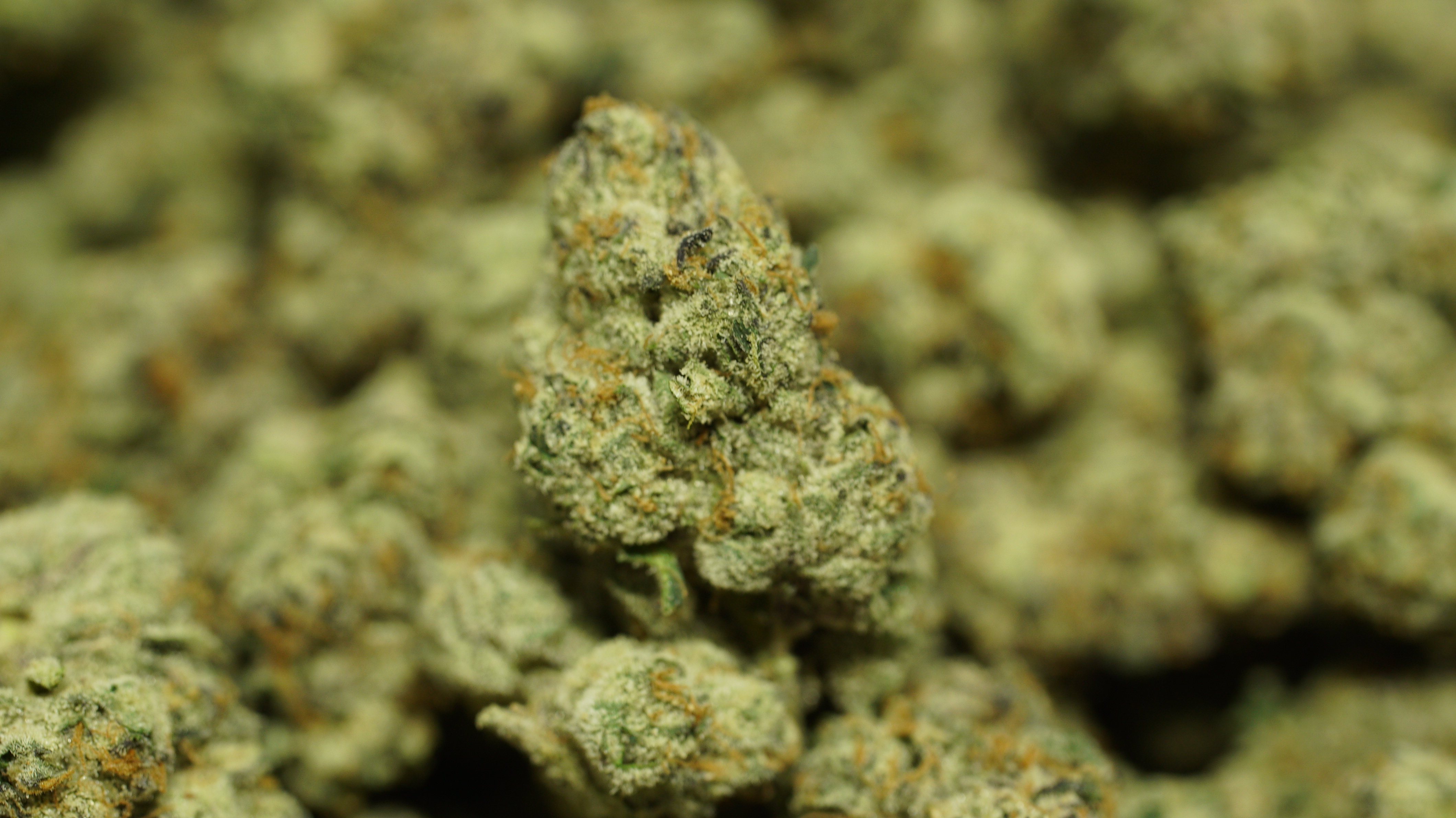 Russian Runtz x LCG 07