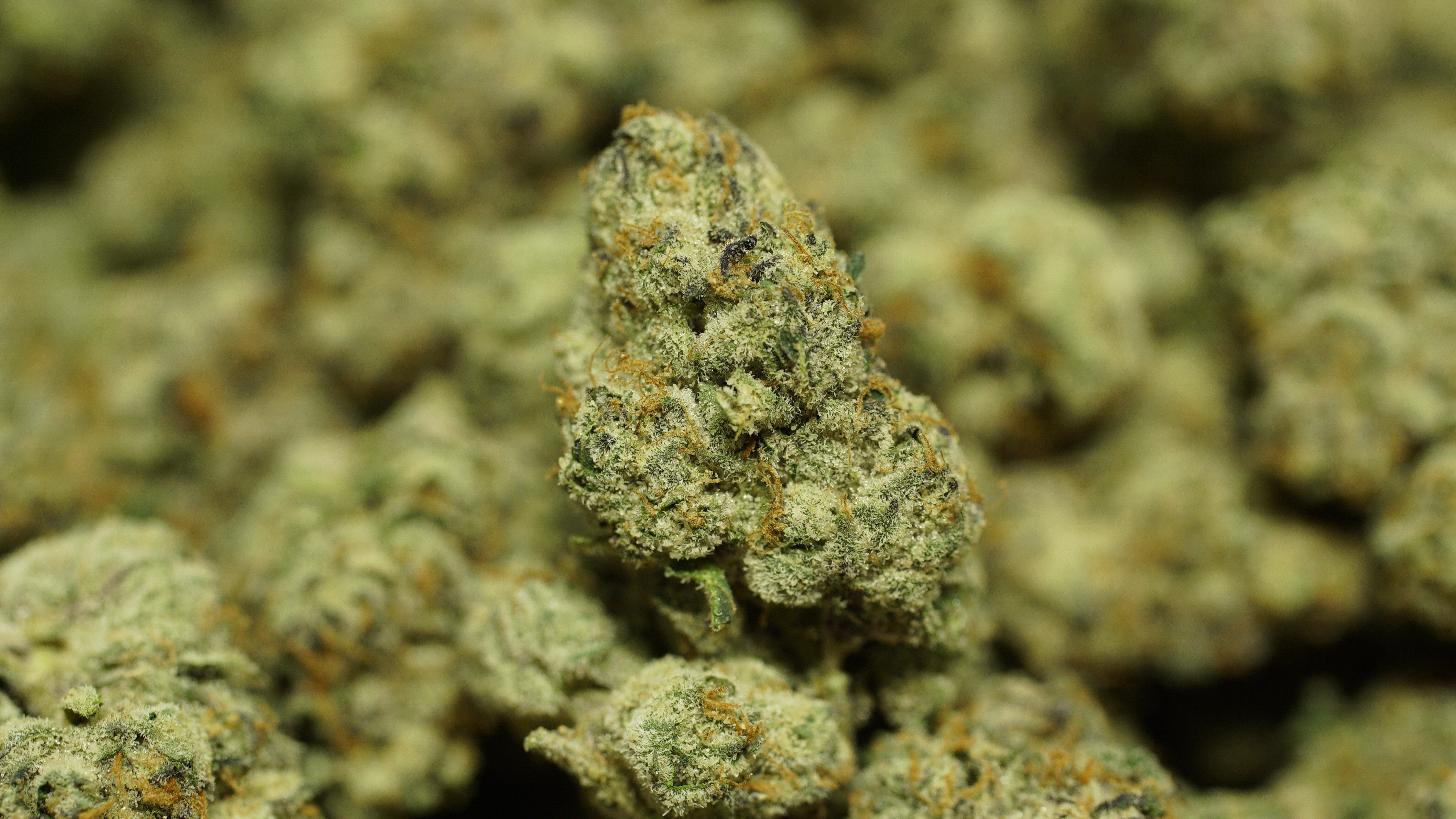 Russian Runtz x LCG 08