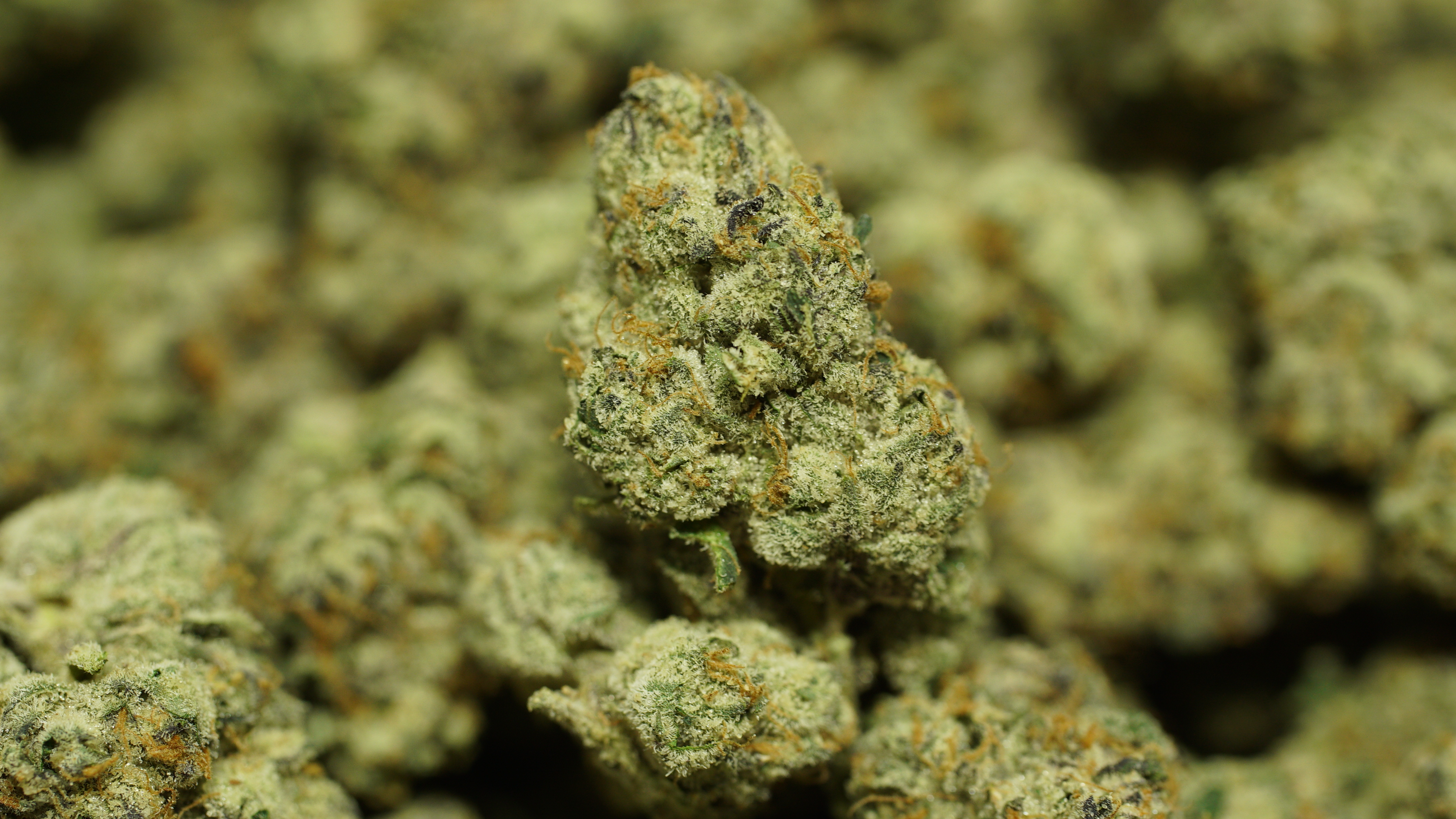 Russian Runtz x LCG 09