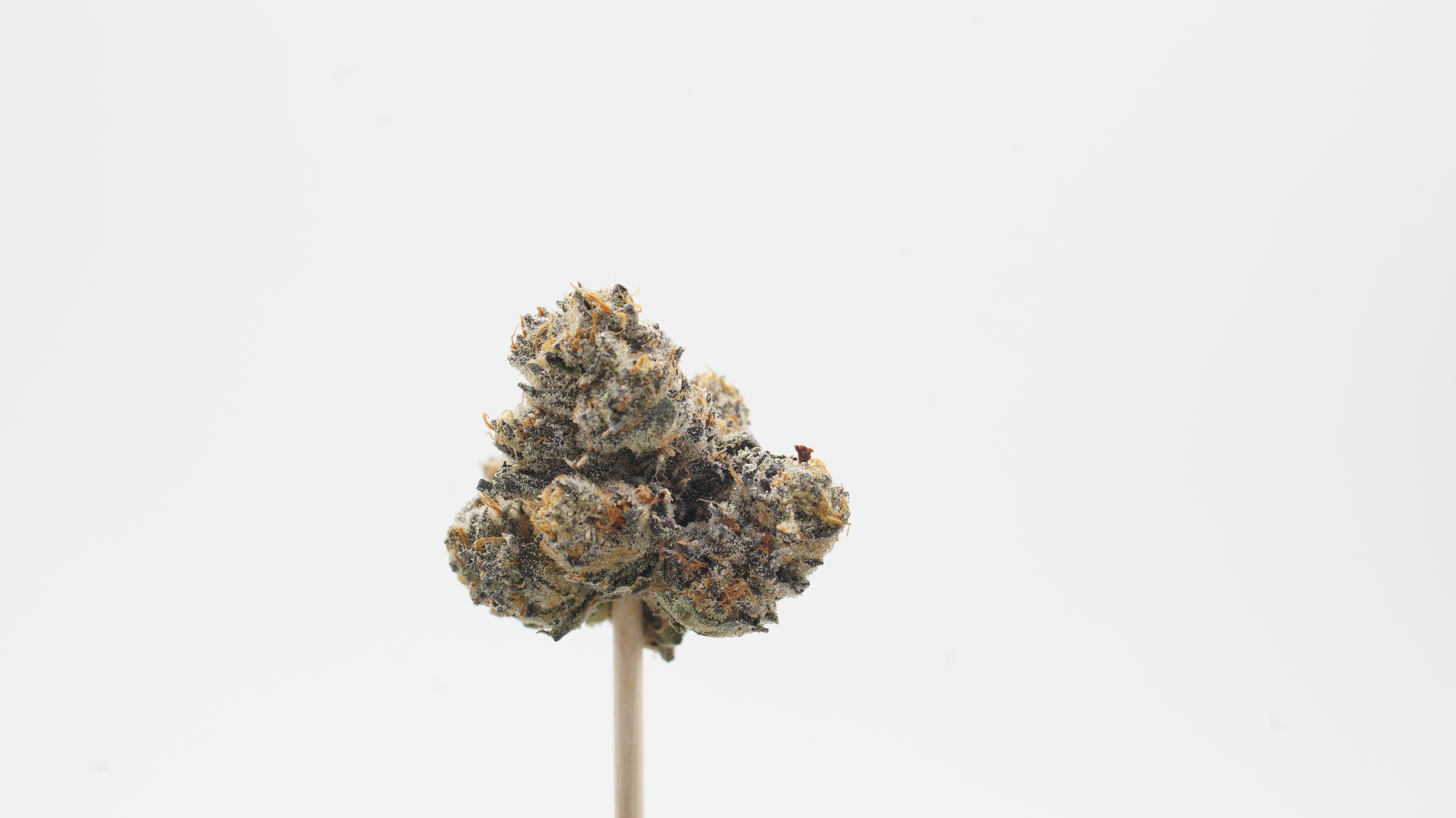 Black Cherry Runtz 02